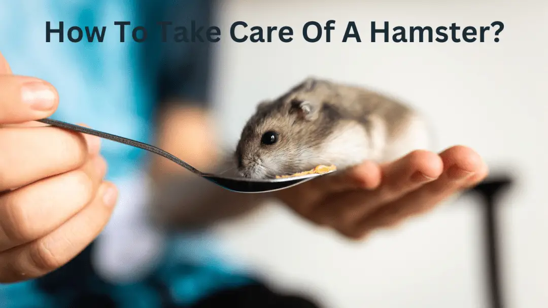 How To Take Care Of A Hamster?