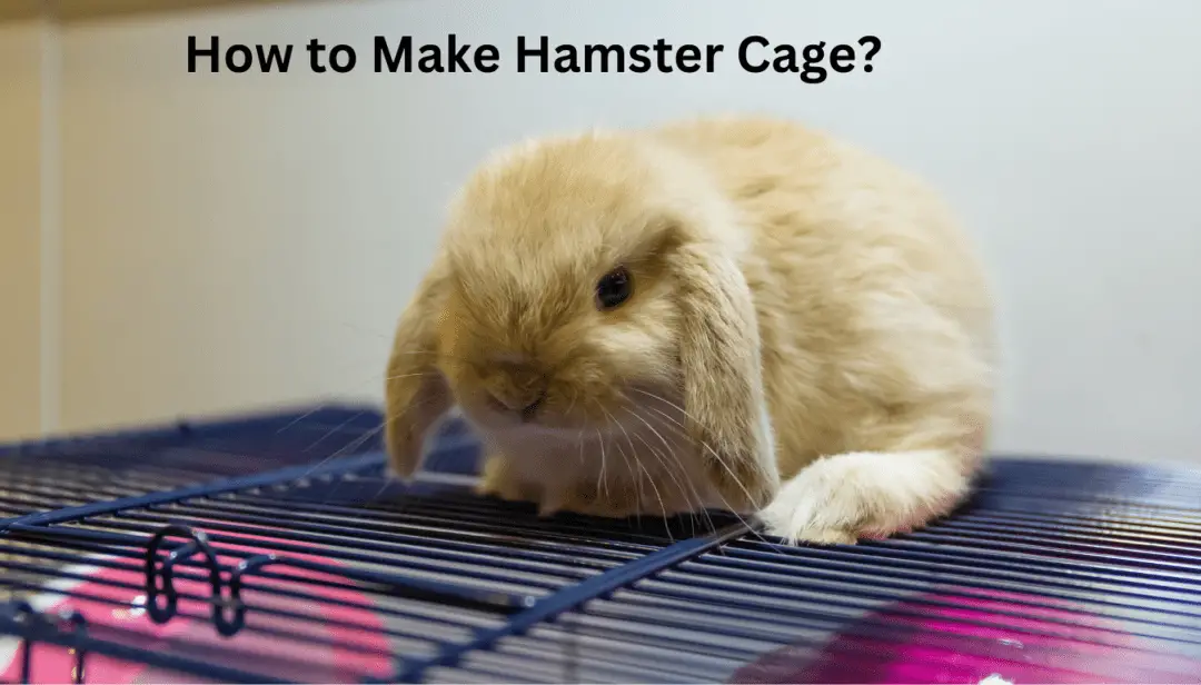 How to Make Hamster Cage?