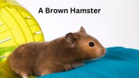 A Brown Hamster