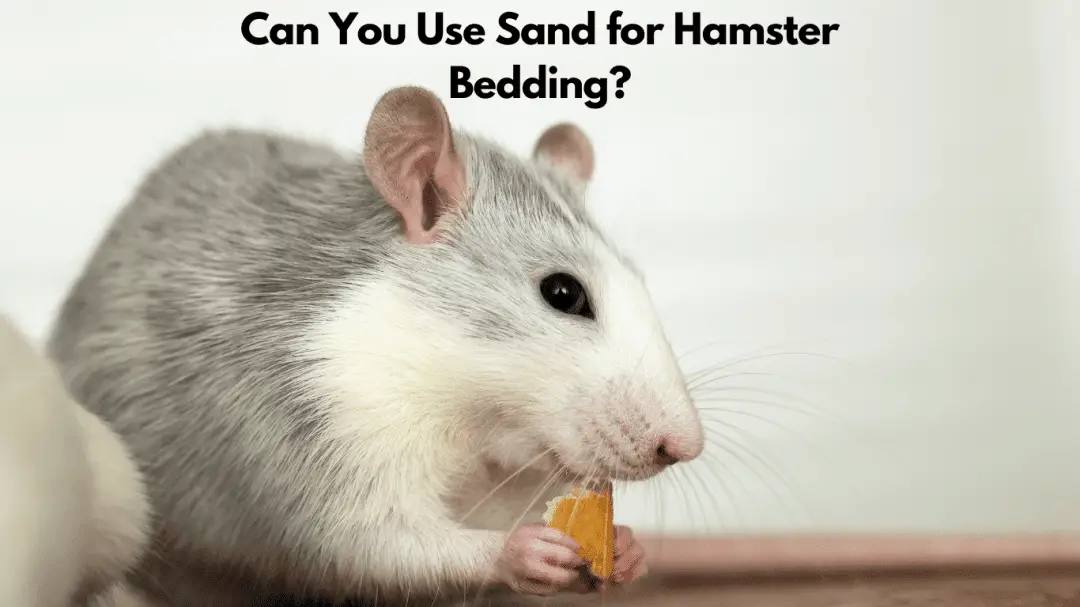 Can You Use Sand for Hamster Bedding?