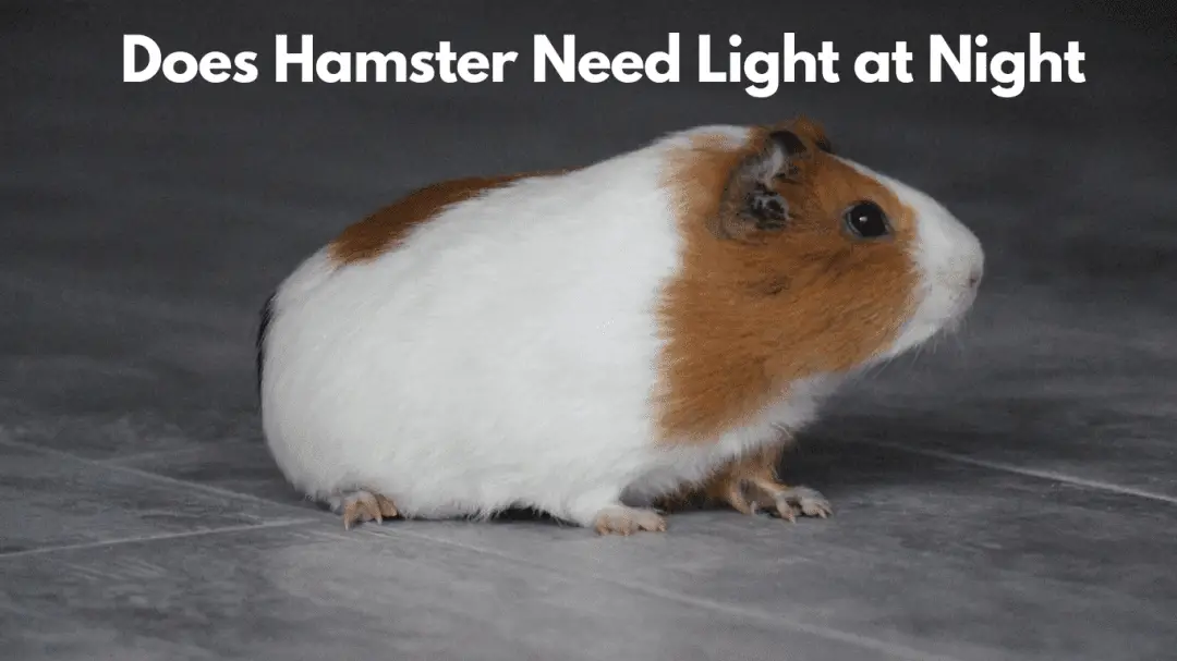 Does Hamster Need Light at Night