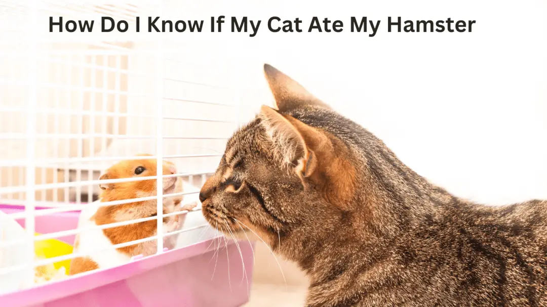 How Do I Know If My Cat Ate My Hamster