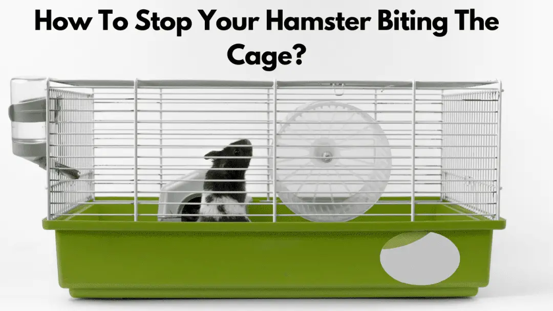 How To Stop Your Hamster Biting The Cage?
