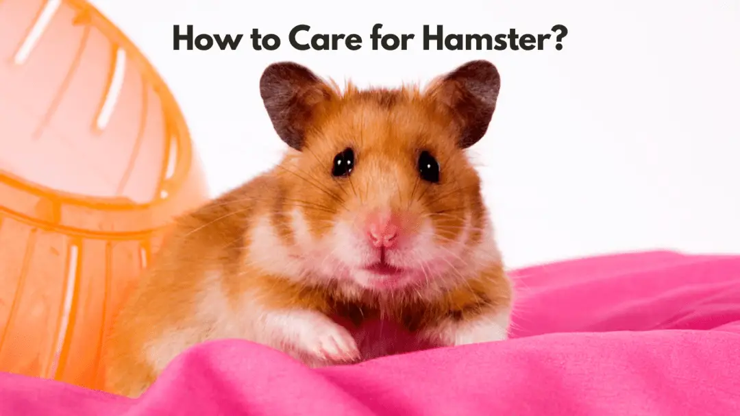 How to Care for Hamster