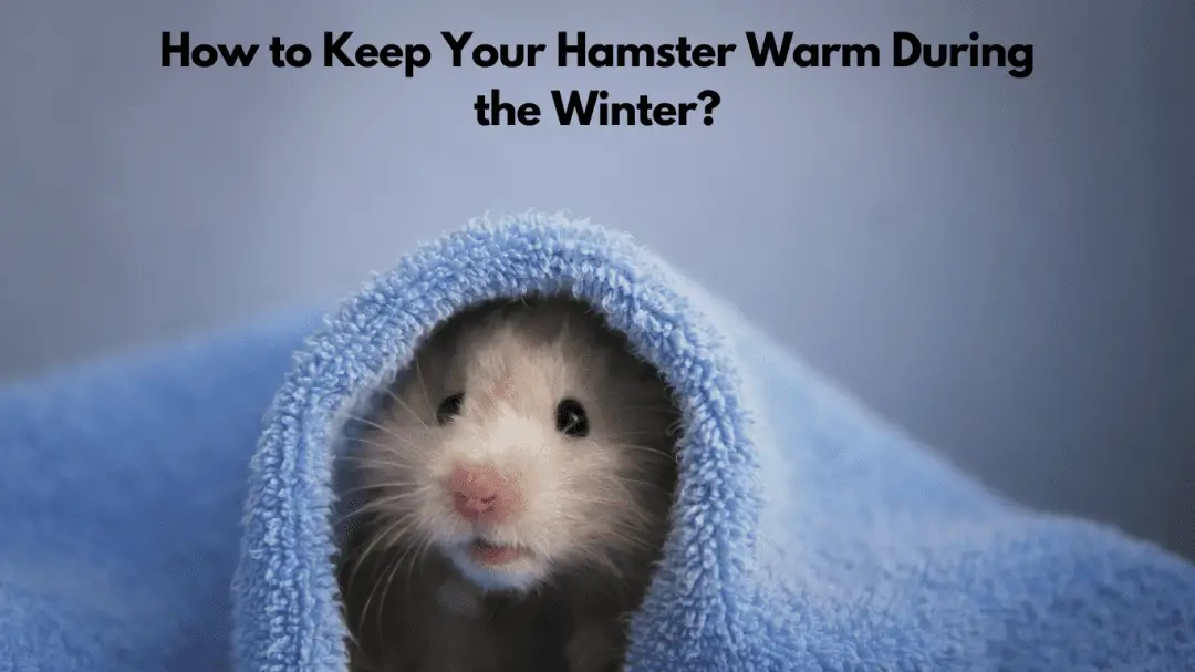 How to Keep Your Hamster Warm During the Winter?