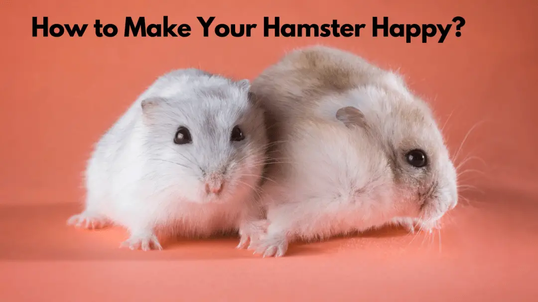 How to Make Your Hamster Happy?