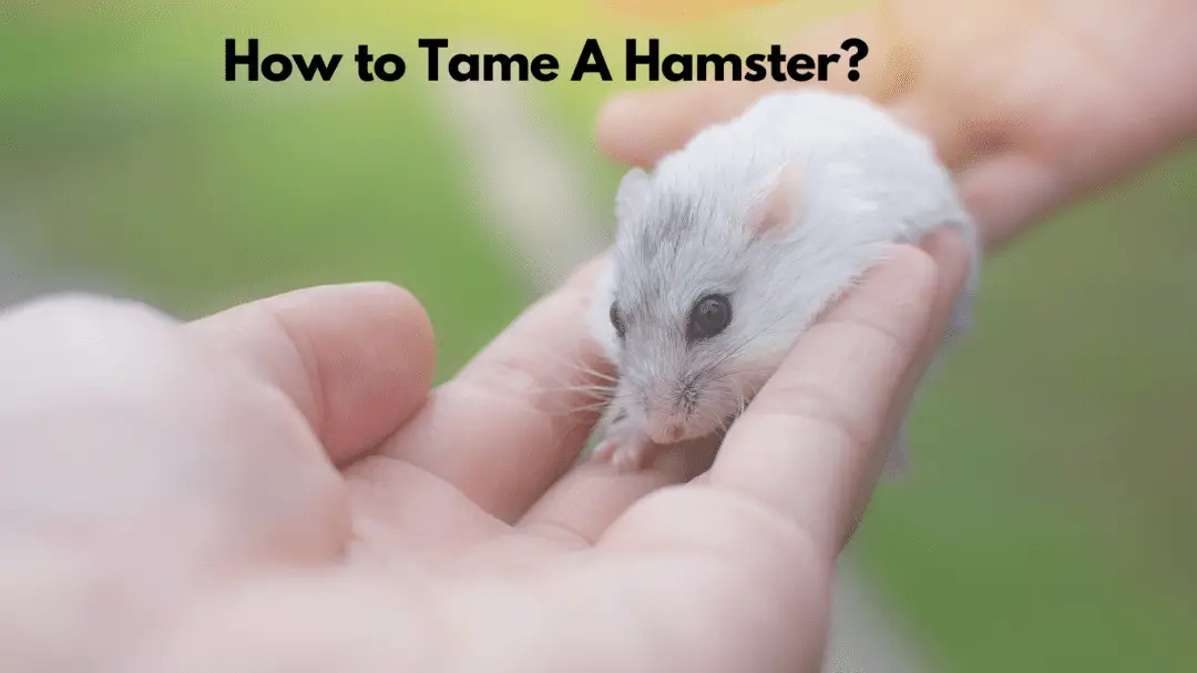 How to Tame A Hamster?