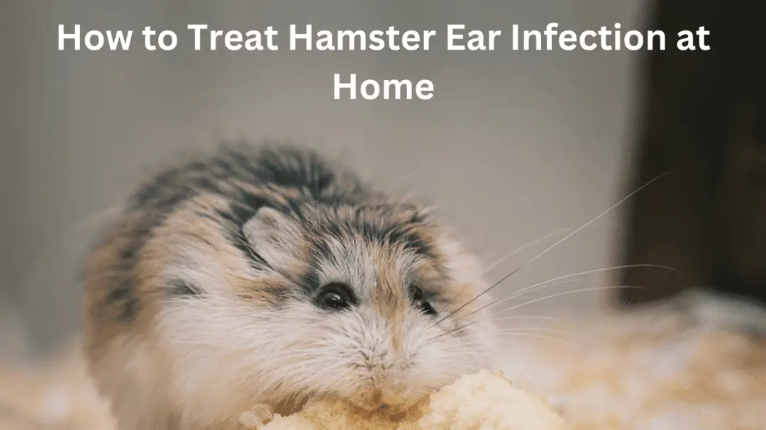 How to Treat Hamster Ear Infection at Home