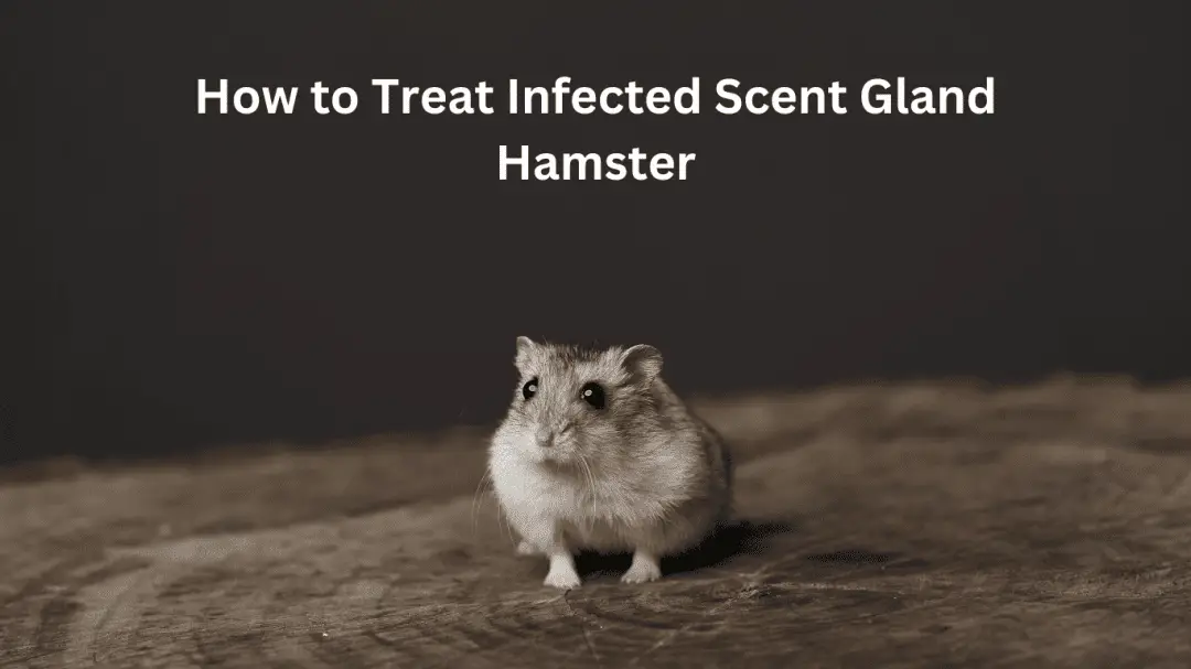 How to Treat Infected Scent Gland Hamster