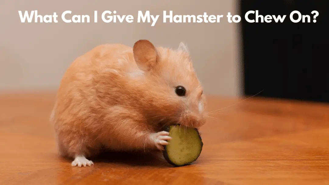 What Can I Give My Hamster to Chew On?