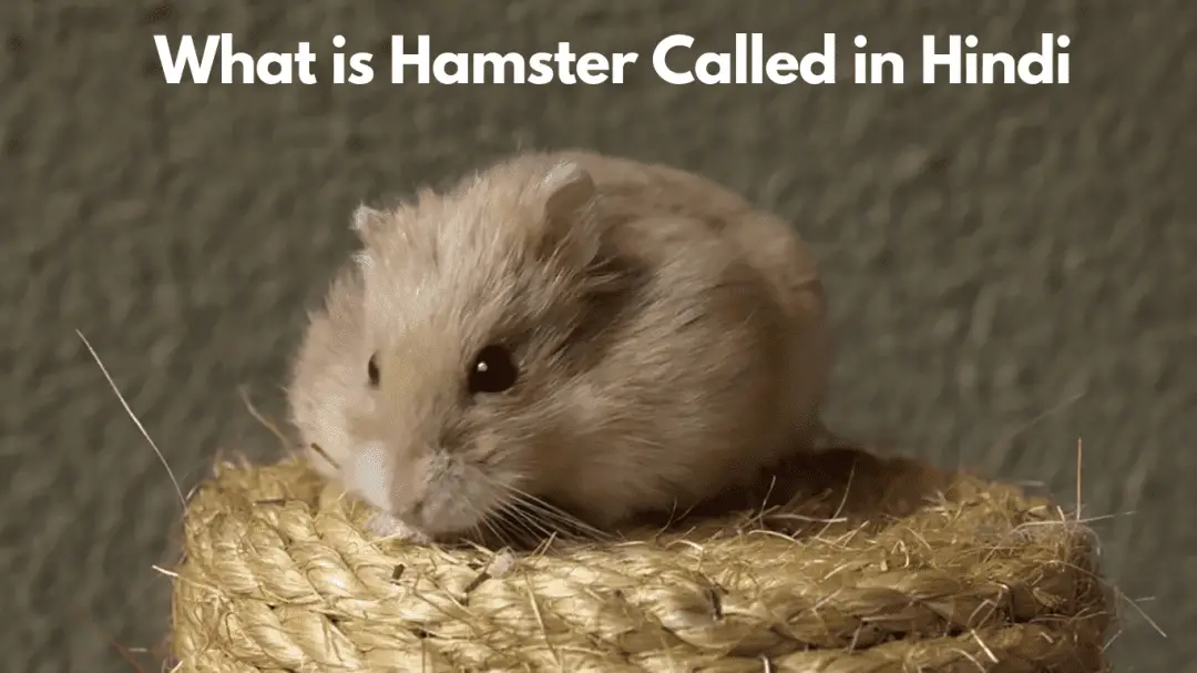 What is Hamster Called in Hindi