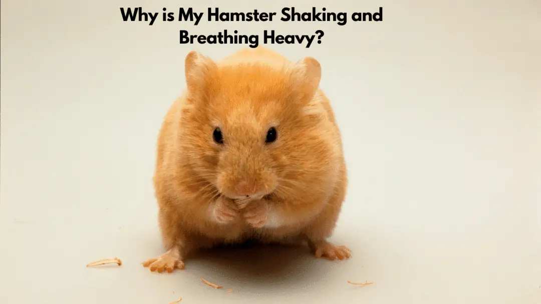 Why is My Hamster Shaking and Breathing Heavy?