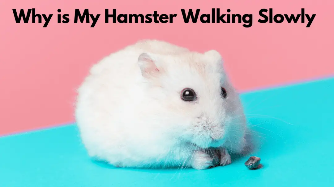 Why is My Hamster Walking Slowly