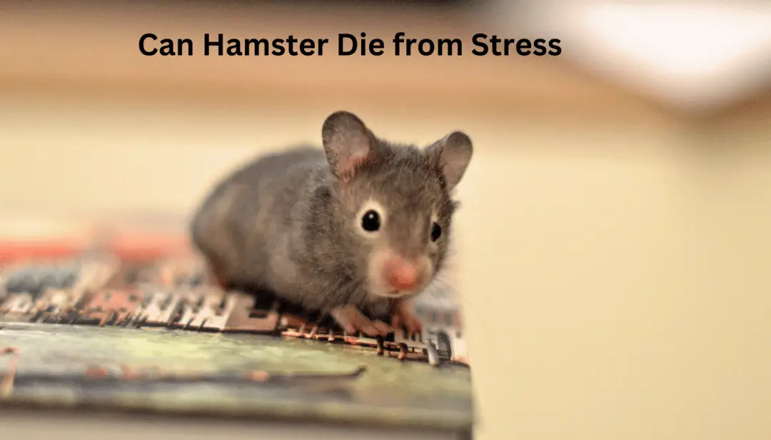 Can Hamster Die from Stress