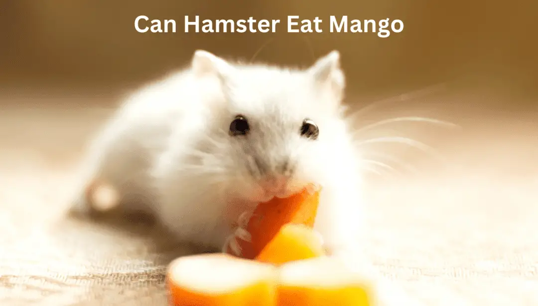 Can Hamster Eat Mango