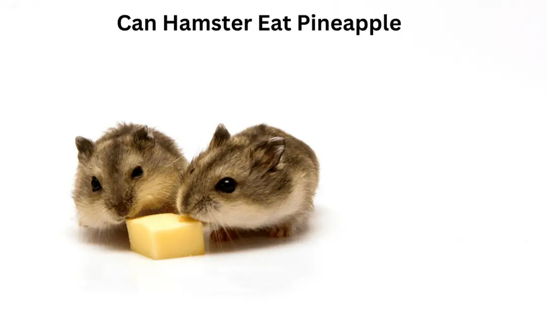 Can Hamster Eat Pineapple