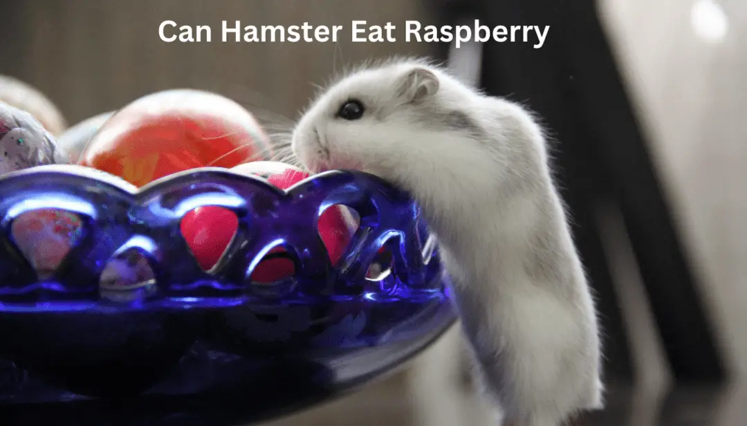 Can Hamster Eat Raspberry