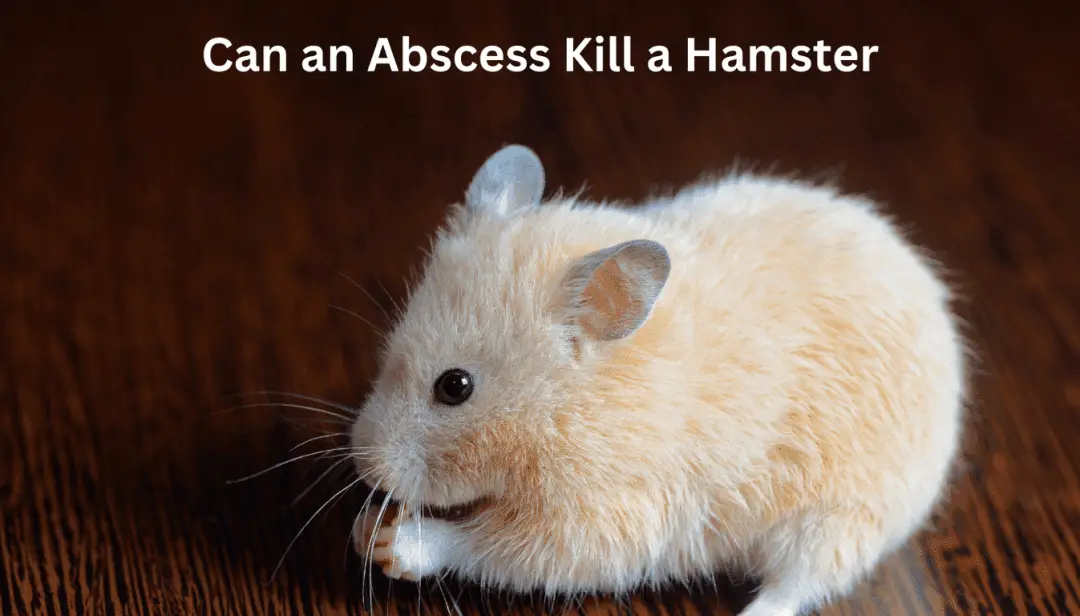 Can an Abscess Kill a Hamster