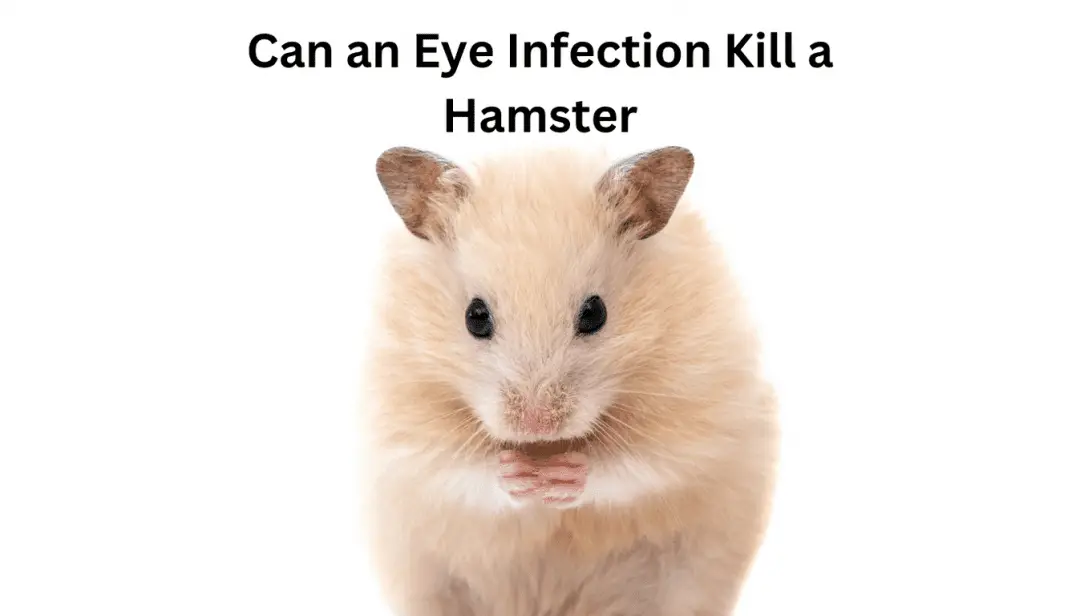 Can an Eye Infection Kill a Hamster