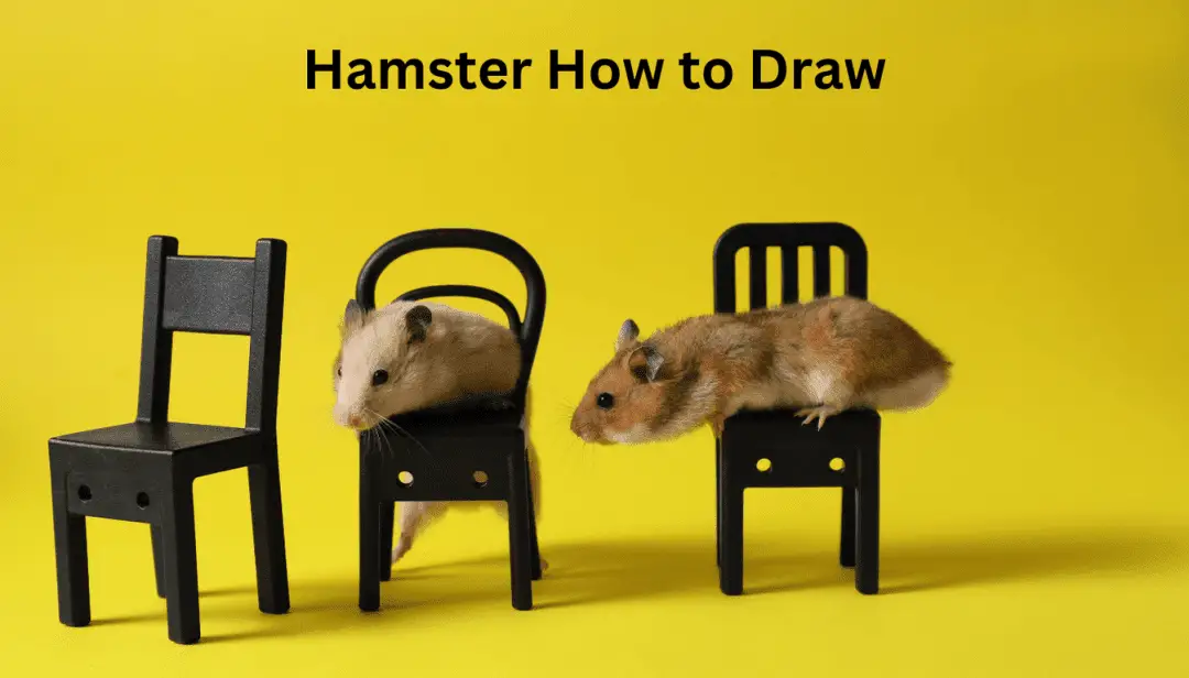 Hamster How to Draw