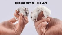 Hamster How to Take Care