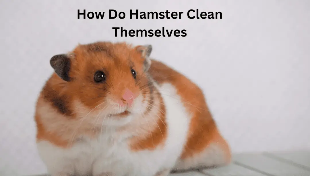 How Do Hamster Clean Themselves