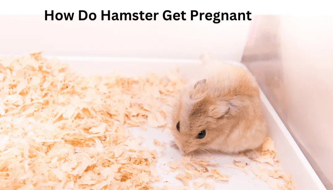 How Do Hamster Get Pregnant