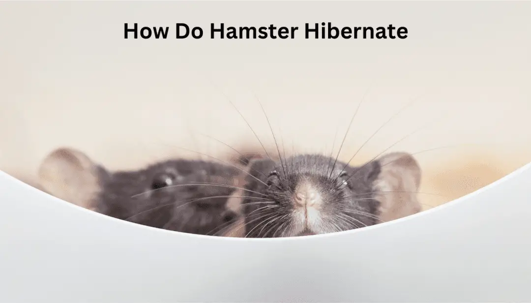 How Do Hamster Hibernate
