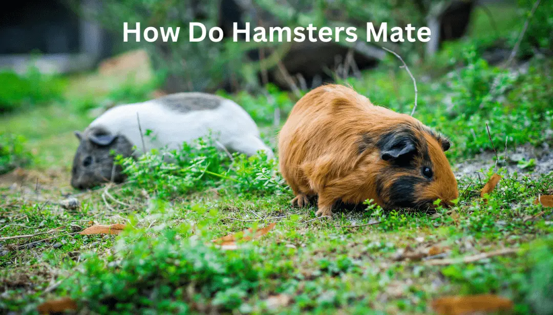 How Do Hamsters Mate