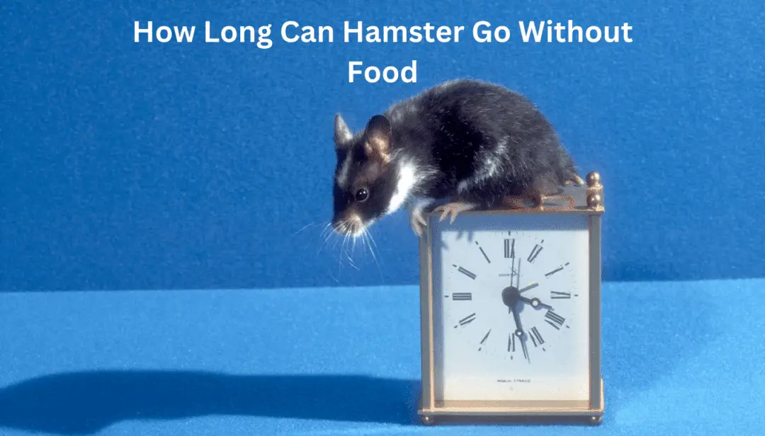 How Long Can Hamster Go Without Food