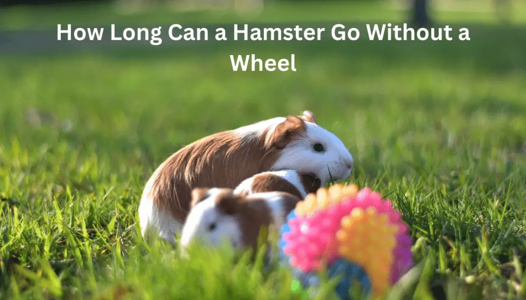How Long Can a Hamster Go Without a Wheel