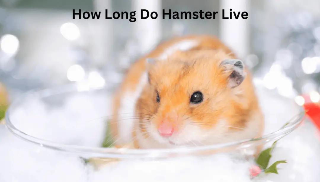 How Long Do Hamster Live