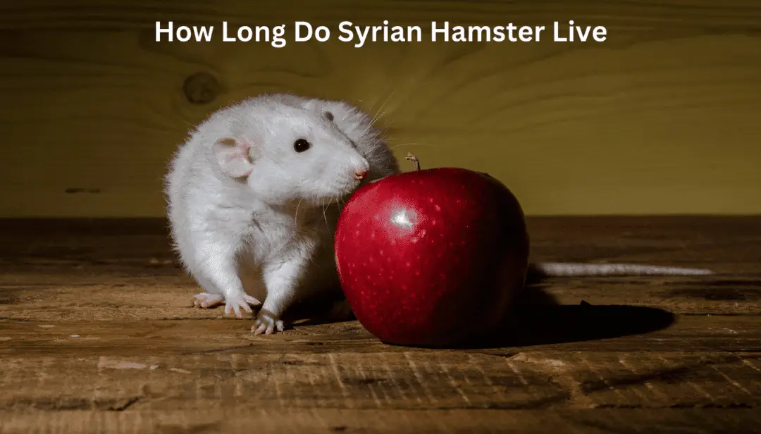 How Long Do Syrian Hamster Live