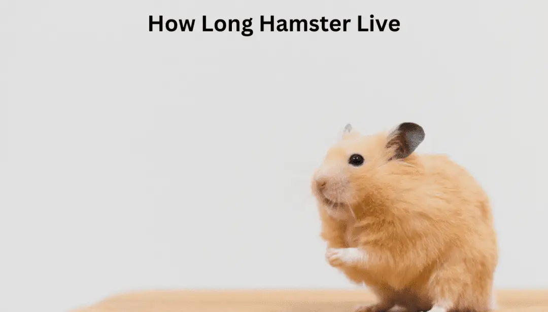How Long Hamster Live