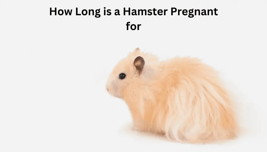 How Long is a Hamster Pregnant for