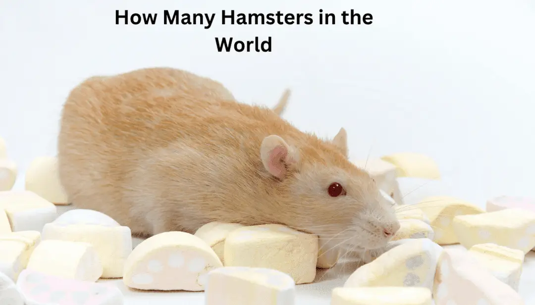How Many Hamsters are in the World