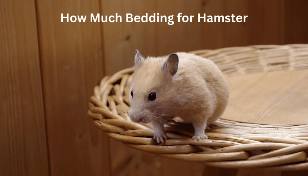 How Much Bedding for Hamster
