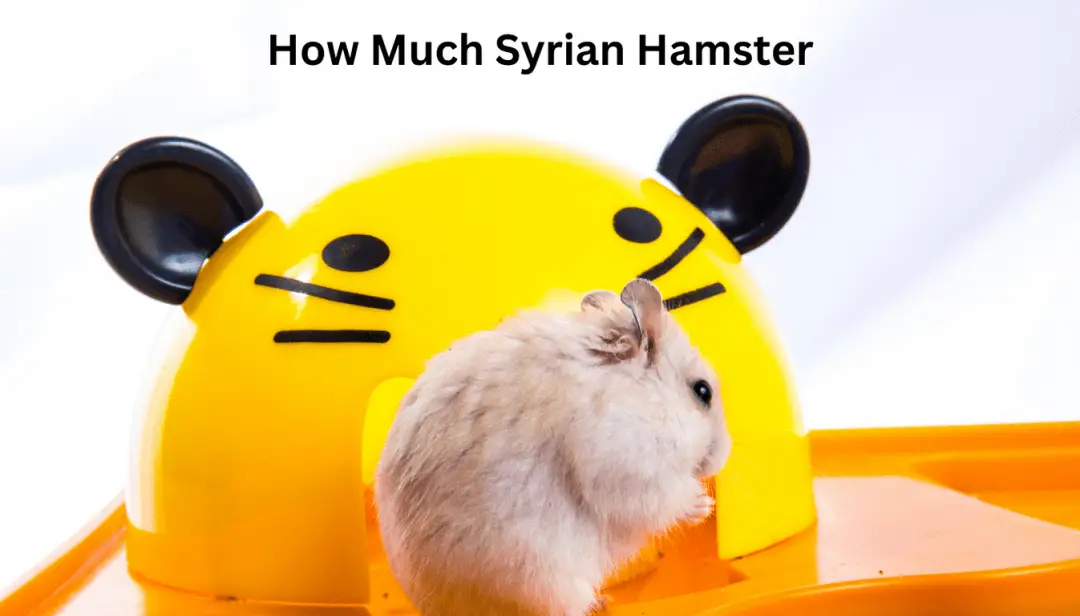 How Much Syrian Hamster