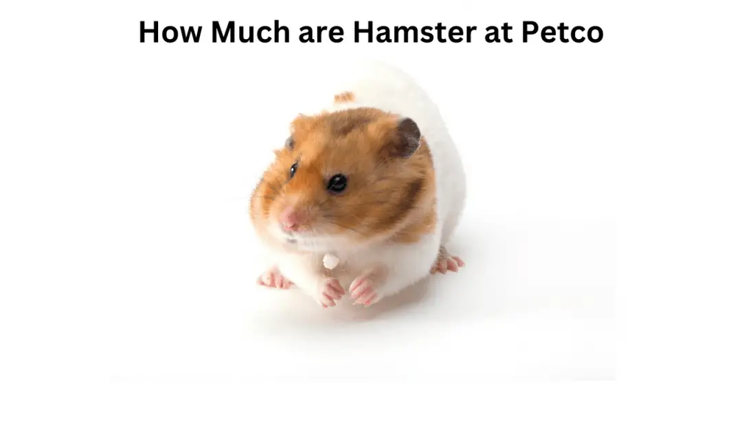 How Much are Hamster at Petco