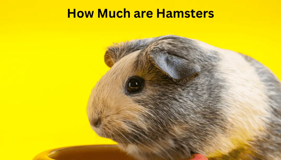 How Much are Hamsters