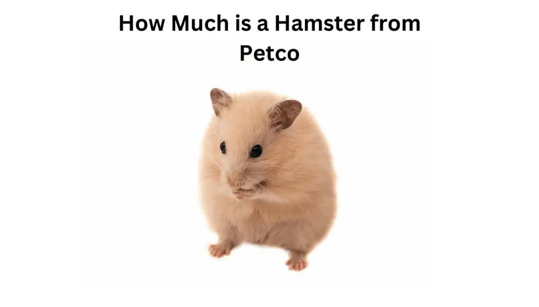 How Much is a Hamster from Petco