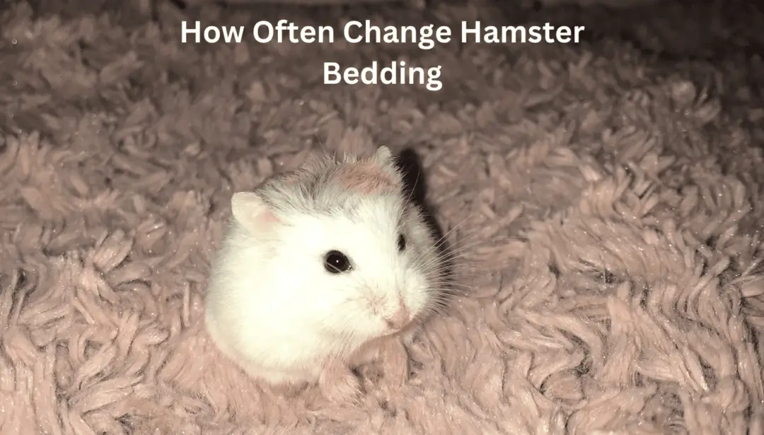 How Often Change Hamster Bedding