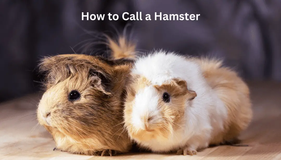 How to Call a Hamster