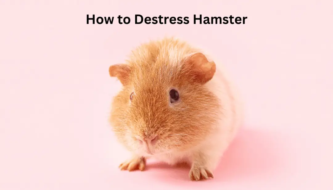 How to Destress Hamster