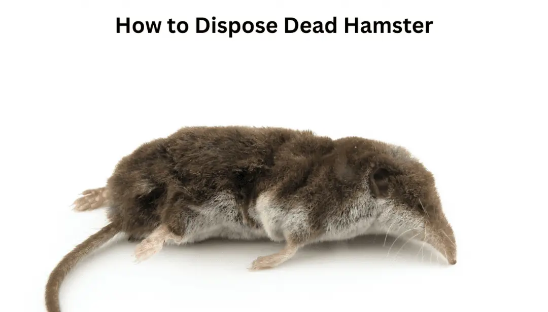 How to Dispose Dead Hamster