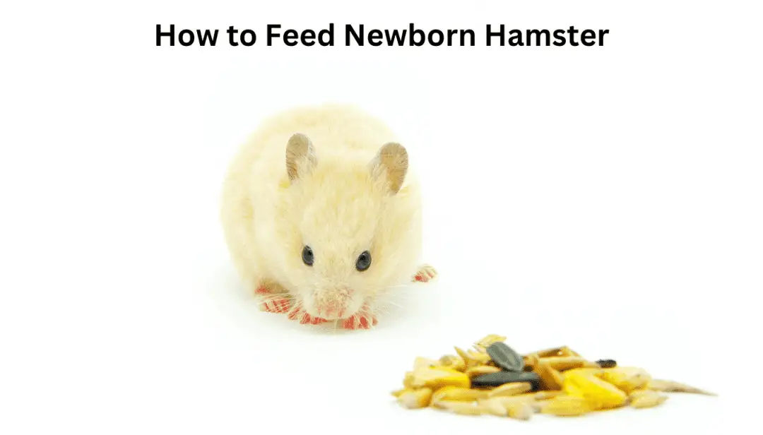 How to Feed Newborn Hamster