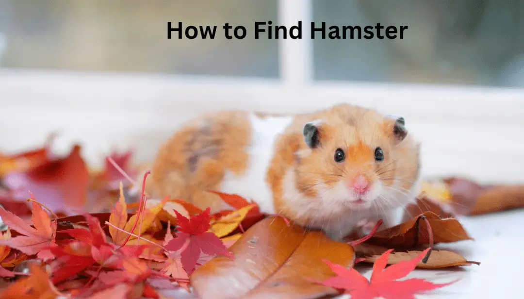 How to Find Hamster