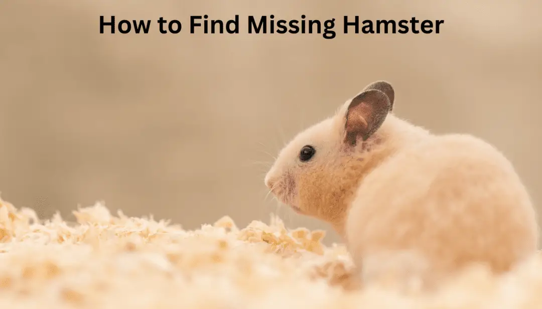 How to Find Missing Hamster