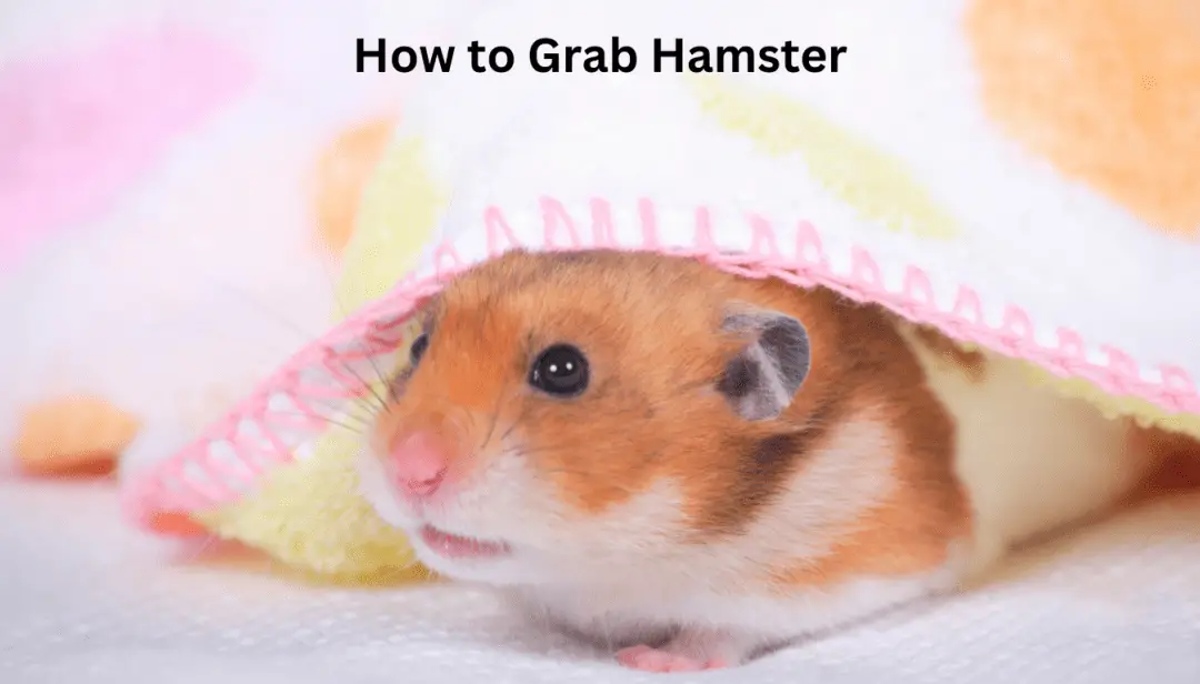 How to Grab Hamster