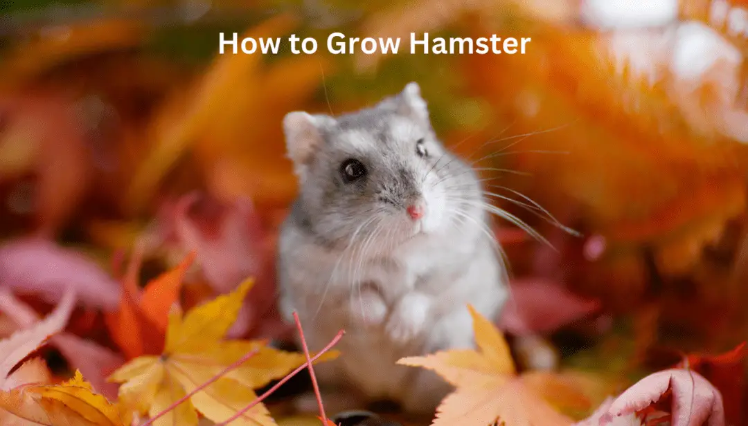 How to Grow Hamster